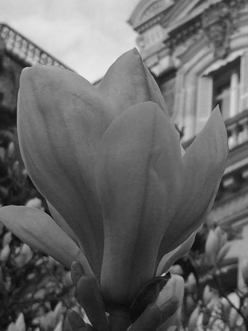 Les fleurs du printemps – Frühlingsblumen – Spring&nbsp;Flowers